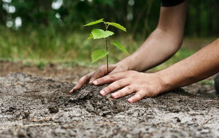 Pro Verde Piauí atinge quase 4 milhões de mudas distribuídas