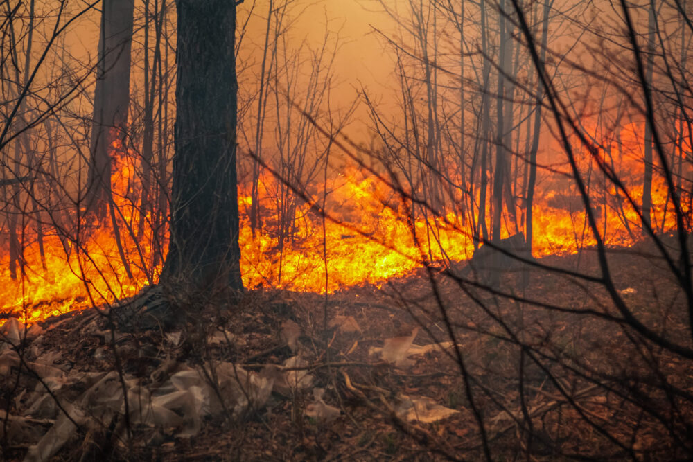 Piauí tem quase 350 focos de incêndio em dois dias